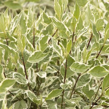 IVORY HALO® DOGWOOD, SIZE #2