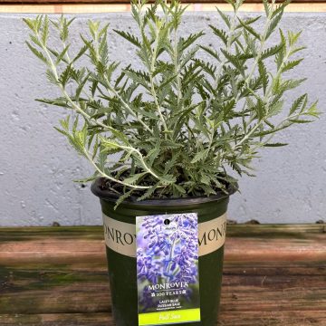 Perovskia 'Lacey Blue', SIZE #1