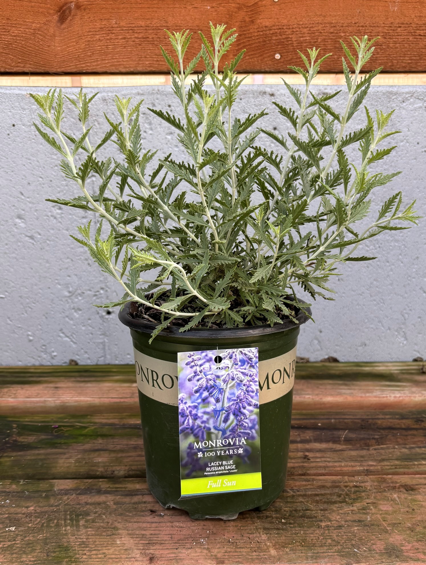 Perovskia 'Lacey Blue', SIZE #1