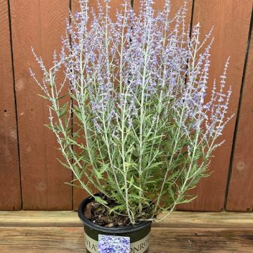 Perovskia 'Lacey Blue', SIZE #1