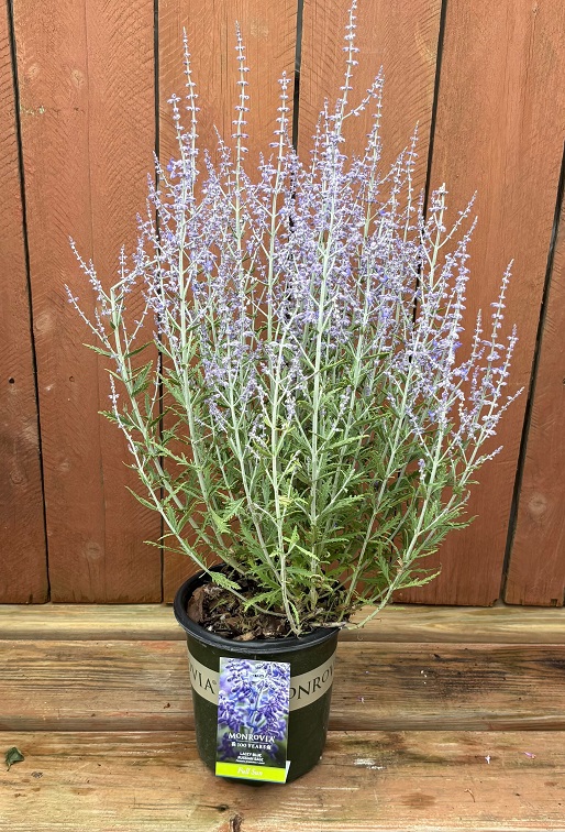 Perovskia 'Lacey Blue', SIZE #1