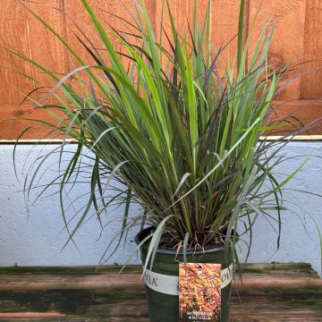Andropogon 'Blackhawks', Size #2