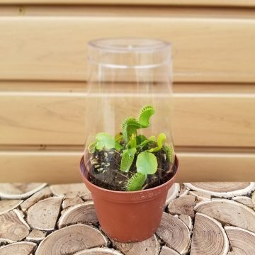 Dionaea muscipula- 3"