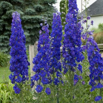 DELPHINIUM 'PAGAN PURPLES', SIZE #1