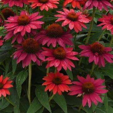 ECHINACEA 'SOMBRERO® TRES AMIGOS', SIZE #1