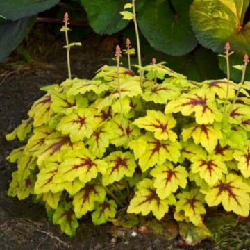 HEUCHERELLA 'CATCHING FIRE', SIZE #1