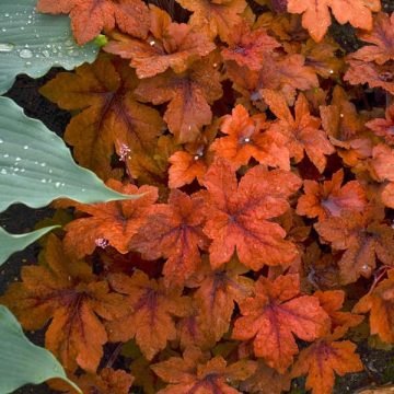 HEUCHERELLA 'PUMPKIN SPICE', SIZE #1