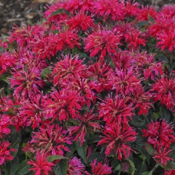 MONARDA ‘SUGAR BUZZ® CHERRY POPS’, SIZE #1