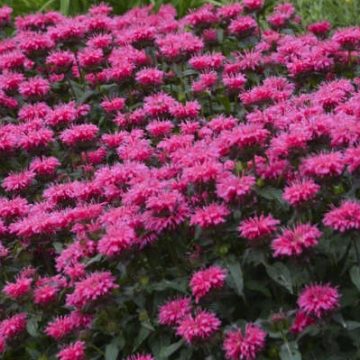 MONARDA 'SUGAR BUZZ® BUBBLEGUM BLAST', SIZE #1
