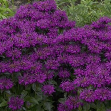 MONARDA ‘SUGAR BUZZ® GRAPE GUMBALL’, SIZE #1