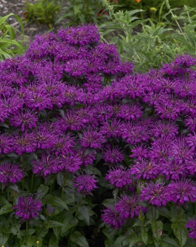 product-1735-1759494221-MONSUG601-TGW