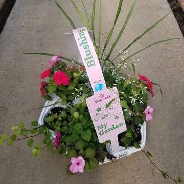 My Garden Combo ‘Blushing Shade’- 7 Count Tray