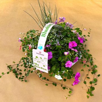My Garden Combo ‘Blushing Shade’- 7 Count Tray