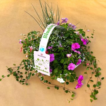 My Garden Combo 'Blushing Shade'- 7 Count Tray
