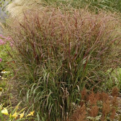 product-1771-1759498289-PNCPRA805-TGW