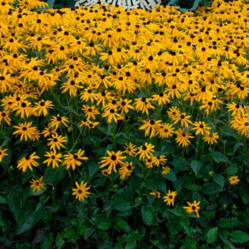 RUDBECKIA 'GOLDSTURM', SIZE #1