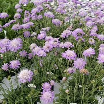 SCABIOSA 'BLUE BUTTERFLY', SIZE #1