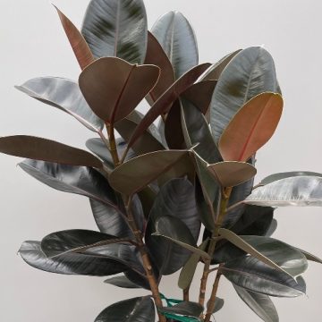 FICUS 'Burgundy' - 10"