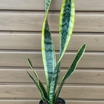 Sansevieria laurentii- 4"