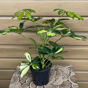 Arboricola, Variegated- 4"
