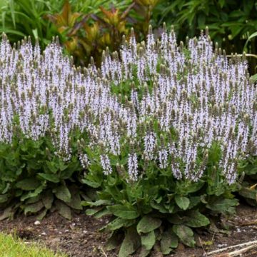 SALVIA 'BUMBLESKY', SIZE #1