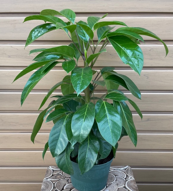 product-18094-1759501875-schef6