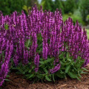 SALVIA 'BUMBLEBERRY', SIZE #1