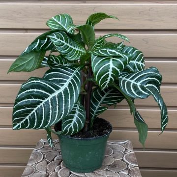 APHELANDRA- 6"
