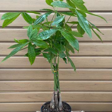 PACHIRA- 6"