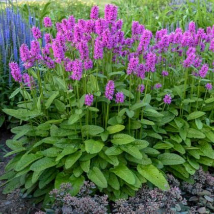 product-1824-1759503606-STAHUM302-TGW