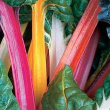 Swiss Chard Bright Lights - 4 pak