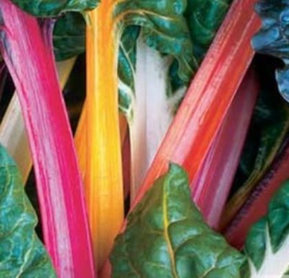 product-1826-1759503709-SWCBRI860-804