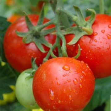Tomato Slicer 'Patio' - Gallon Pot