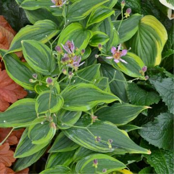 Tricyrtis 'Autumn Glow', SIZE #1