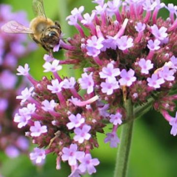 Verbena bonariensis Buenos Aires- 6" pot