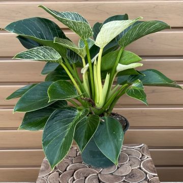 PHILODENDRON 'BIRKIN' - 6"