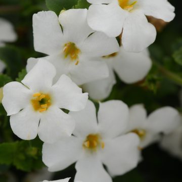 Bacopa MegaCopa™ White - 4 1/3" pot