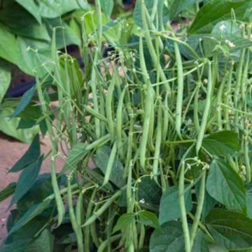 Bean Mascotte- 3½" pot