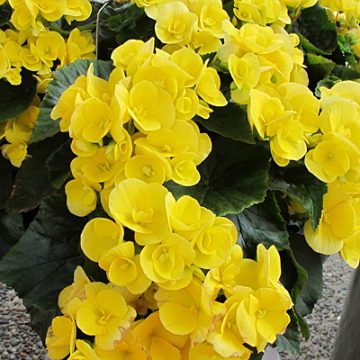 Begonia Rieger Amstel Blitz- 12" hanging basket