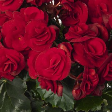 Begonia Solenia® Velvet Red - 4 1/3" pot