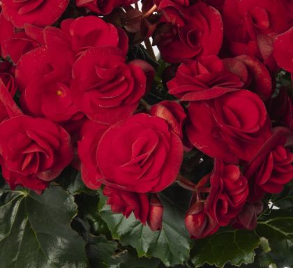 product-1889-1759472427-BGESOL113-43WP