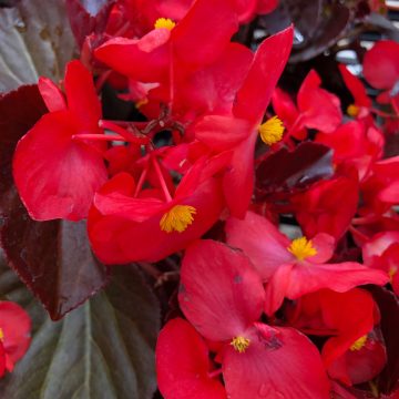 Begonia Bronze Leaf BIG® Red- 13" Patio