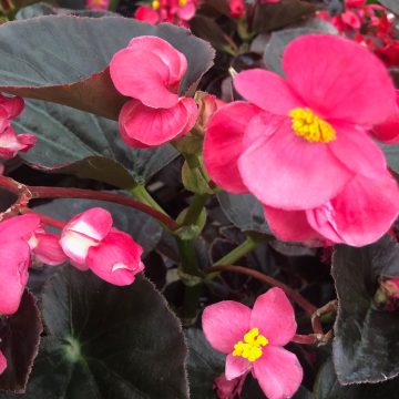 Begonia Bronze Leaf BIG® Rose- 13" Patio