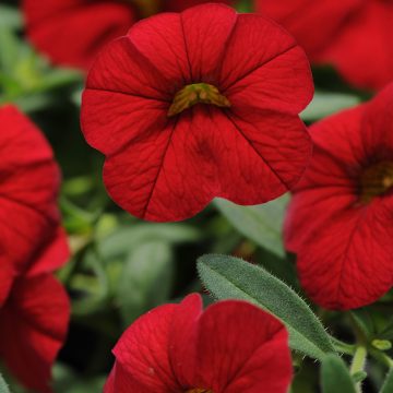 Calibrachoa Cabaret® Bright Red - 4 1/3" pot