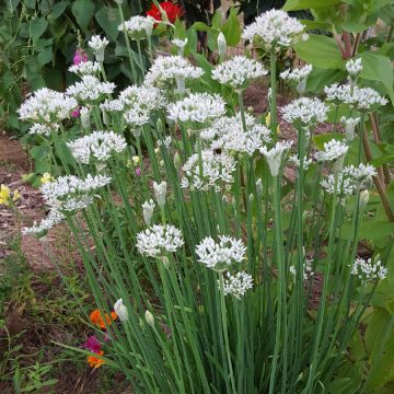 Chives, Garlic - 3½" pot