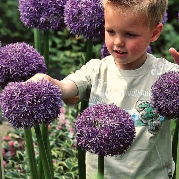 Allium 'Gladiator'- 2 Bulbs Per Package