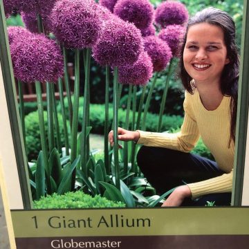 ALLIUM 'GLOBEMASTER'- 1 BULB PER PACKAGE