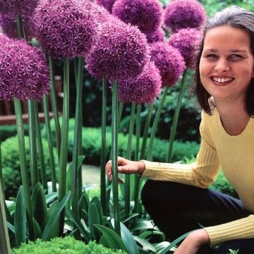 Allium 'Globemaster'- 1 Bulb Per Package