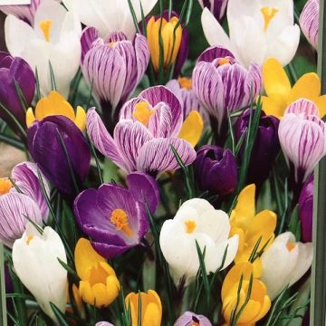 Crocus 'Large Flowering Mixture'- 15 Bulbs / Pack