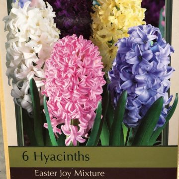 HYACINTH 'EASTER JOY MIXTURE'- 5 BULBS PER PACKAGE